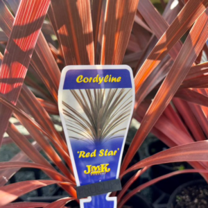 Cordyline australis 'Red Star'