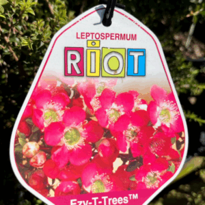 LEPTOSPERMUM 'Riot'