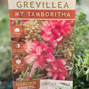 GREVILLEA lanigera 'Mt Tamboritha'