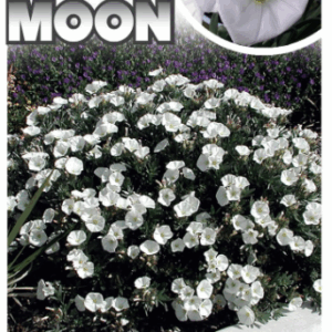 CONVOLVULUS 'Silvery Moon'