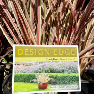 CORDYLINE banksii 'Electric Flash'