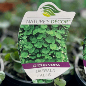 DICHONDRA repens