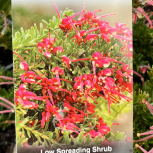 GREVILLEA 'Winter Nectar'