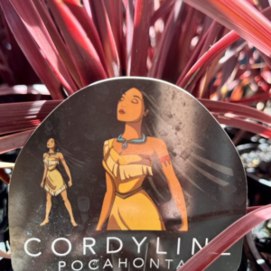 CORDYLINE 'Pocahontas'