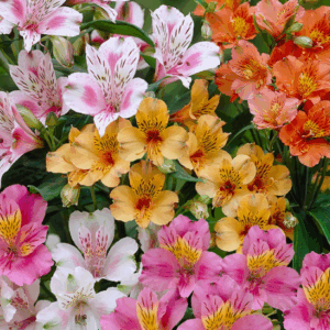 ALSTROEMERIA Varieties