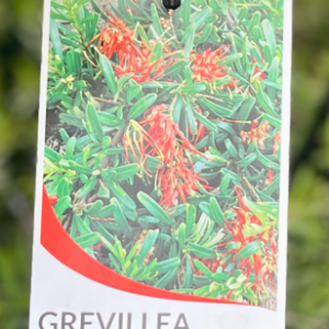 GREVILLEA obtusifolia 'Gingin Gem'