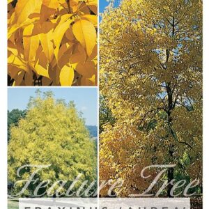 FRAXINUS excelsior 'Aurea' (Golden Ash)