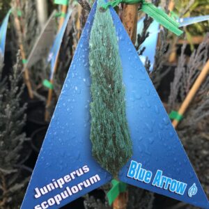 JUNIPERUS 'Blue Arrow'