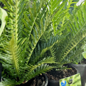 BLECHNUM gibbum 'Silver Lady Fern' (Dwarf Tree Fern)