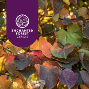 CERCIS canadensis 'Forest Pansy'