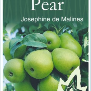 PEAR 'Josephine De Malines'