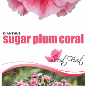 DIANTHUS ‘Sugar Plum Coral’