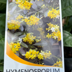 HYMENOSPORUM flavum (Native Frangipani)