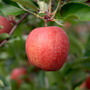 APPLE 'Gala'