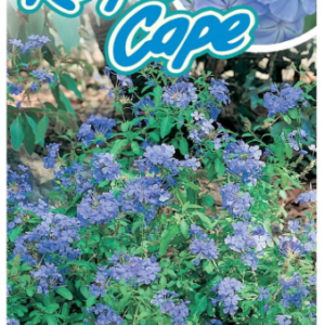 PLUMBAGO 'Royal Cape'