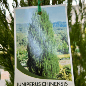 JUNIPERUS chinensis 'Spartan'