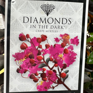 LAGERSTROEMIA 'Diamonds in the Dark- Mystic Magenta' (Crepe Myrtle)