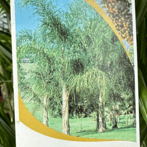 SYAGRUS romanzoffiana 'Cocos Palm'