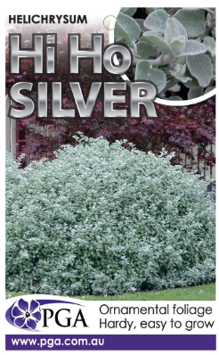 HELICHRYSUM 'Hi Ho Silver'