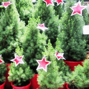 PICEA glauca 'Christmas Star'
