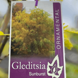 GLEDITSIA triacanthos inermis 'Sunburst'