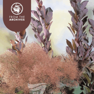 COTINUS coggygria 'Grace' (Smokebush)