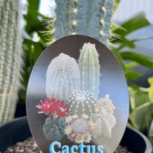 CACTI Varieties