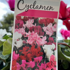 CYCLAMEN Var