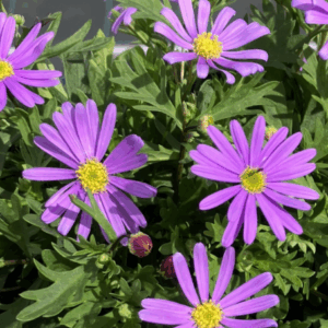 BRACHYSCOME 'Elite Violet'