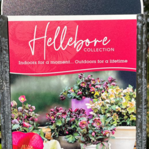 HELLEBORUS glandorfensis Varieties