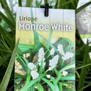 LIRIOPE muscari 'Monroe White'
