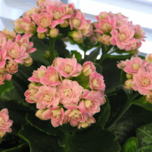 KALANCHOE Varieties