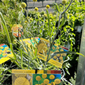 PYCNOSORUS globosus 'Billy Buttons' SPECIAL