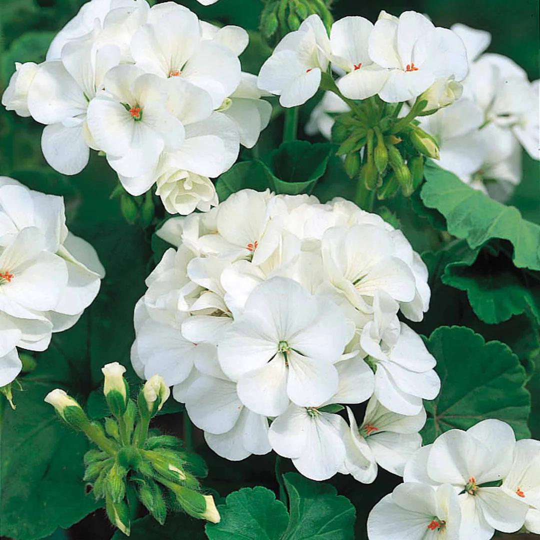 GERANIUM Big White
