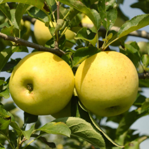 APPLE 'Golden Delicious'