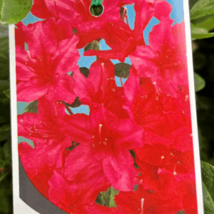 AZALEA kurume 'Hin-ode-Giri'