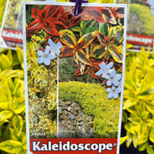 ABELIA x grandiflora 'Kaleidoscope'