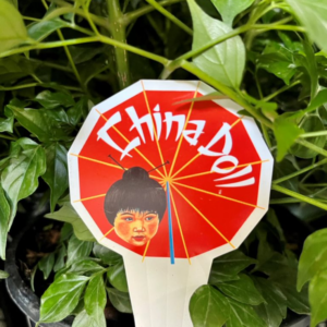 RADERMACHERA sinica 'China Doll'