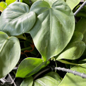 PHILODENDRON cordatum 'Heartleaf'