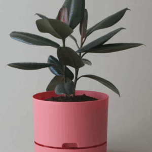 MR.KITLY- Self Watering Pots