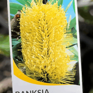 BANKSIA integrifolia