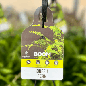 NEPHROLEPIS cordifolia 'Duffii Fern'