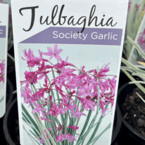 TULBAGHIA violacea Variegata