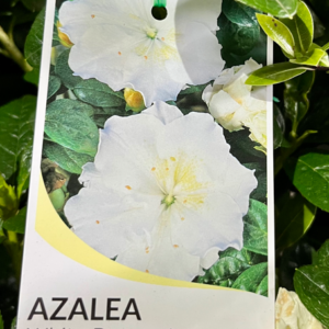 AZALEA indica 'White Bouquet'