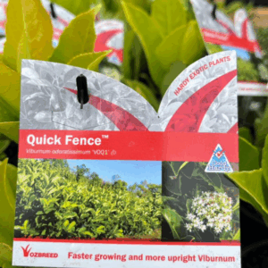 VIBURNUM 'Quick Fence'
