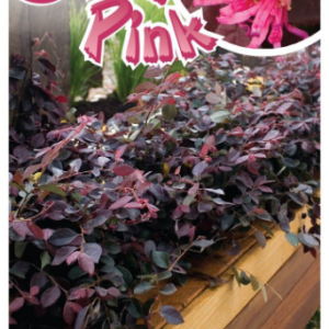 LOROPETALUM 'China Pink'