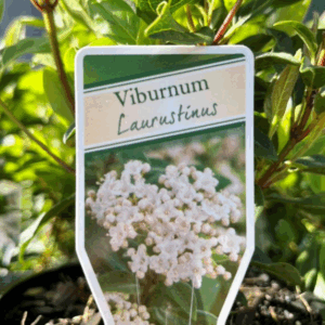 VIBURNUM tinus