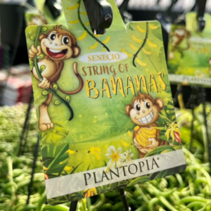 SENECIO radicans 'String of Bananas'