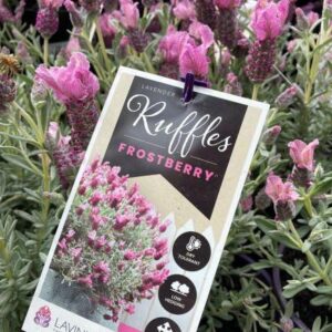 LAVENDER 'Frostberry Ruffles' PBR