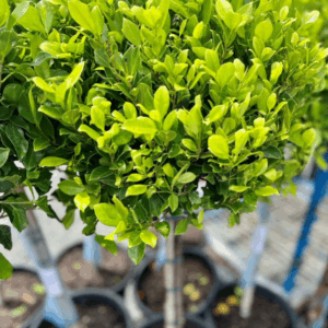 FICUS 'Emerald' Standard